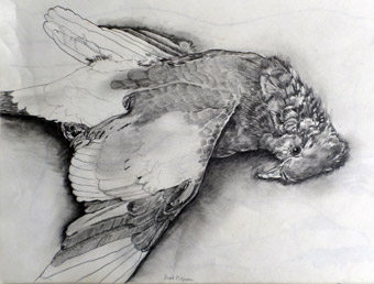 Study of a dead bird